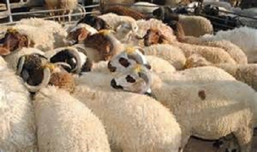 صفاقس : حملة تبرعات  لجمع الأضاحي لفائدة  عائلات الأرامل والأيتام والفقراء 